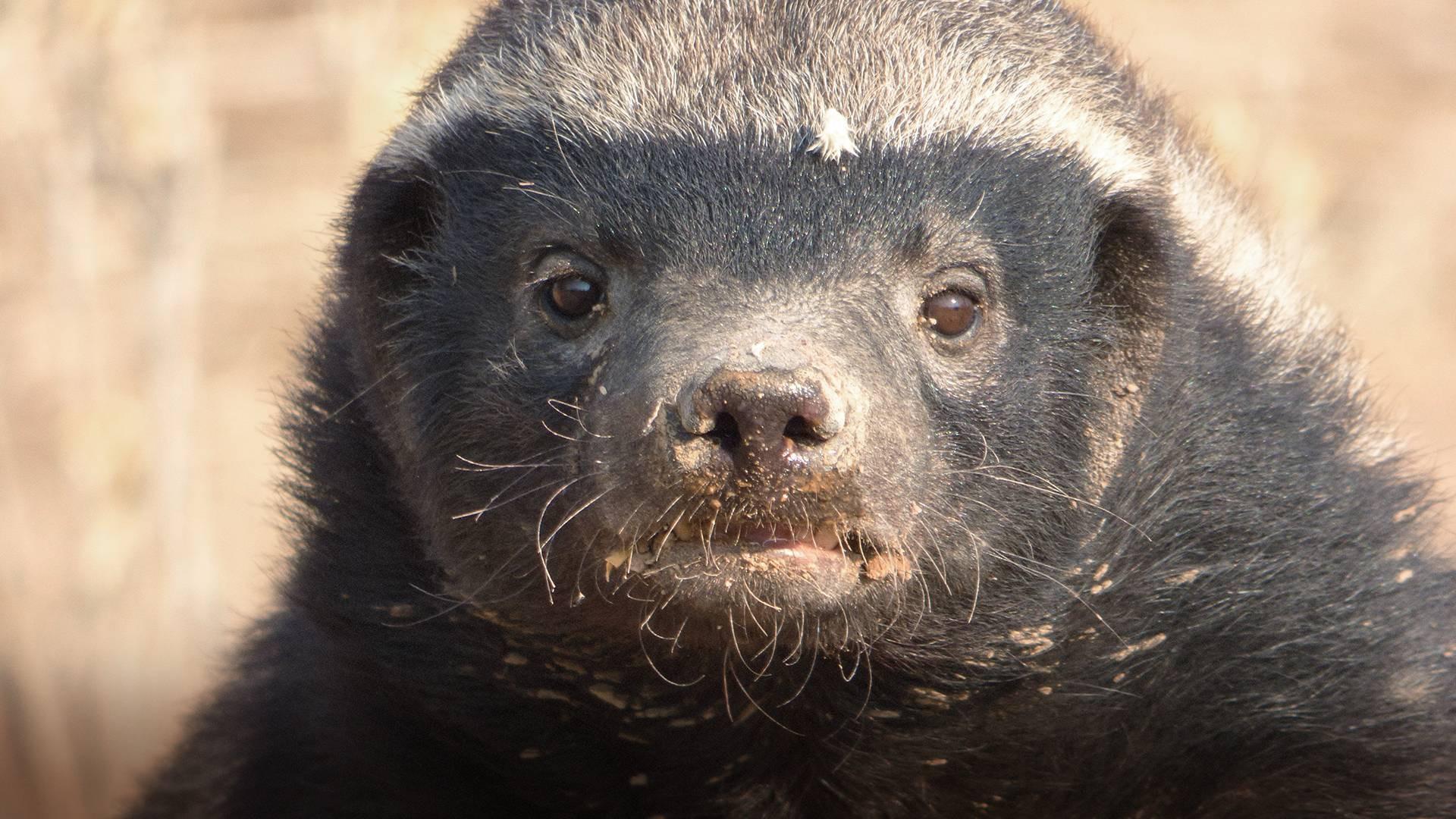 Honey Badger: Grit 2018 movie scene