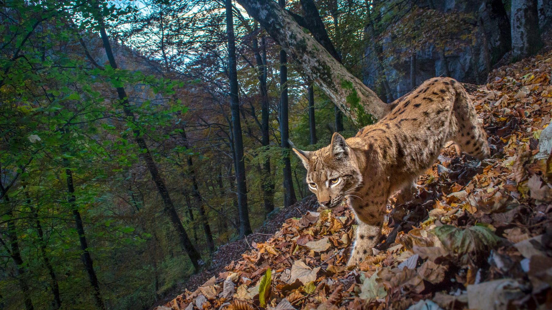 The Fragile Return Of The Lynx 2021 movie scene