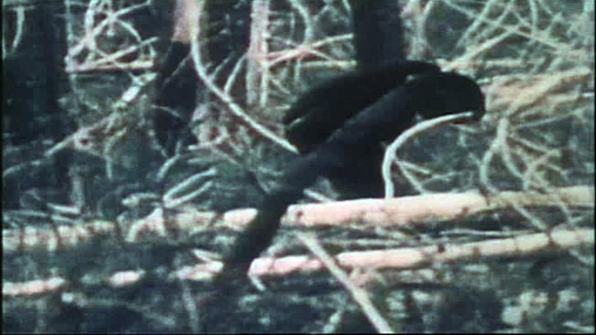 The Legend of Bigfoot 1975 movie scene