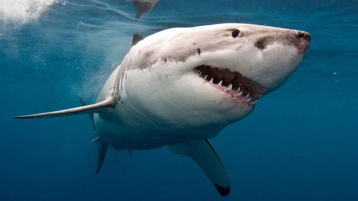 The Search for the Ocean's Super Predator 2014 movie scene