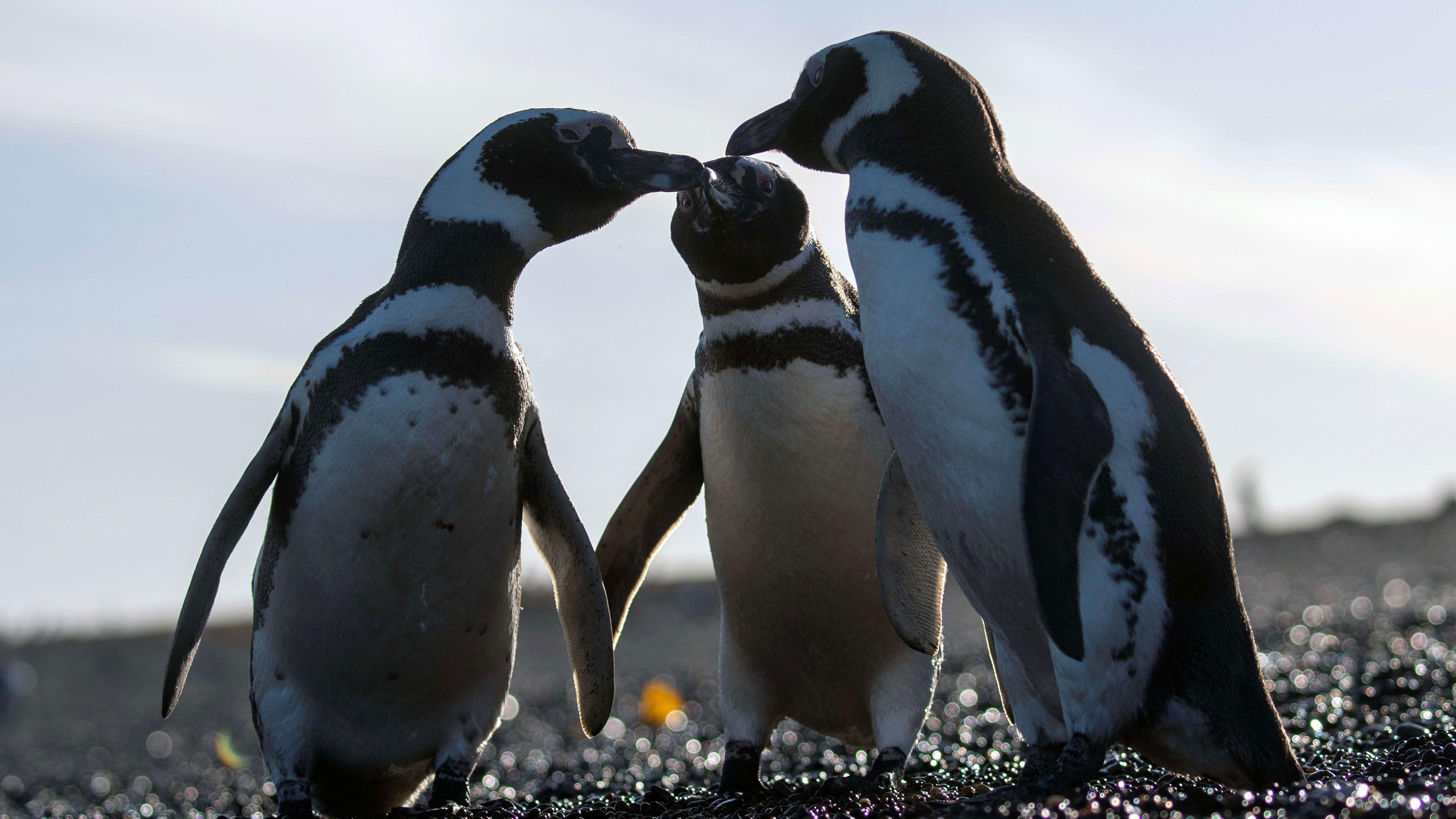 Epic Animal Migrations: Patagonia 2023 movie scene