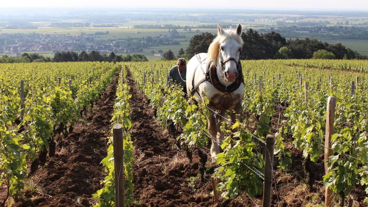 Grand Cru 2018 movie scene
