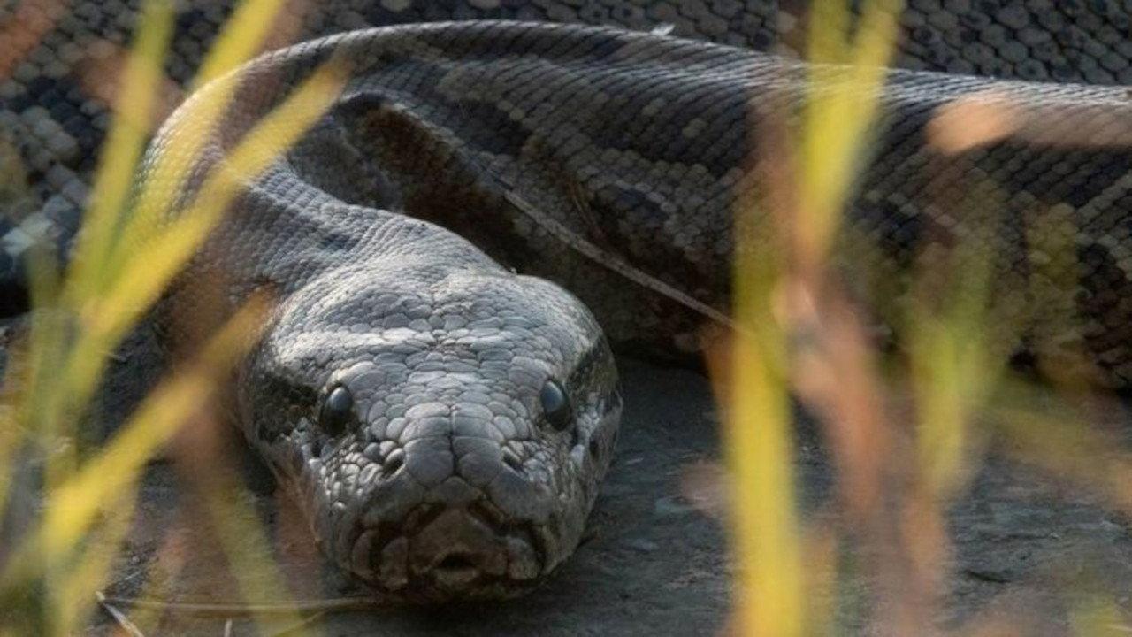 Squeeze: African Python 2017 movie scene