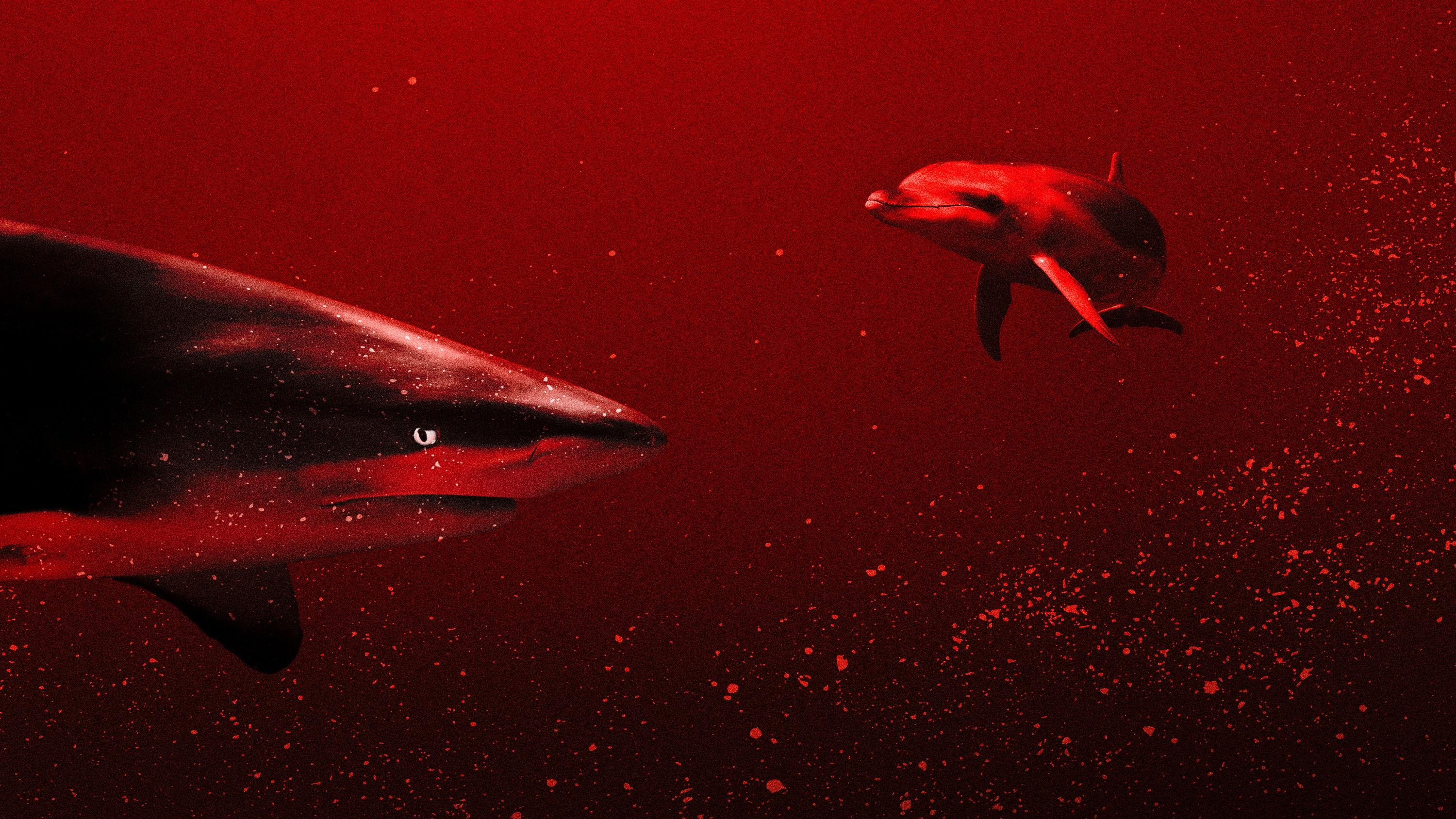 Sharks vs. Dolphins: Blood Battle 2020 movie scene