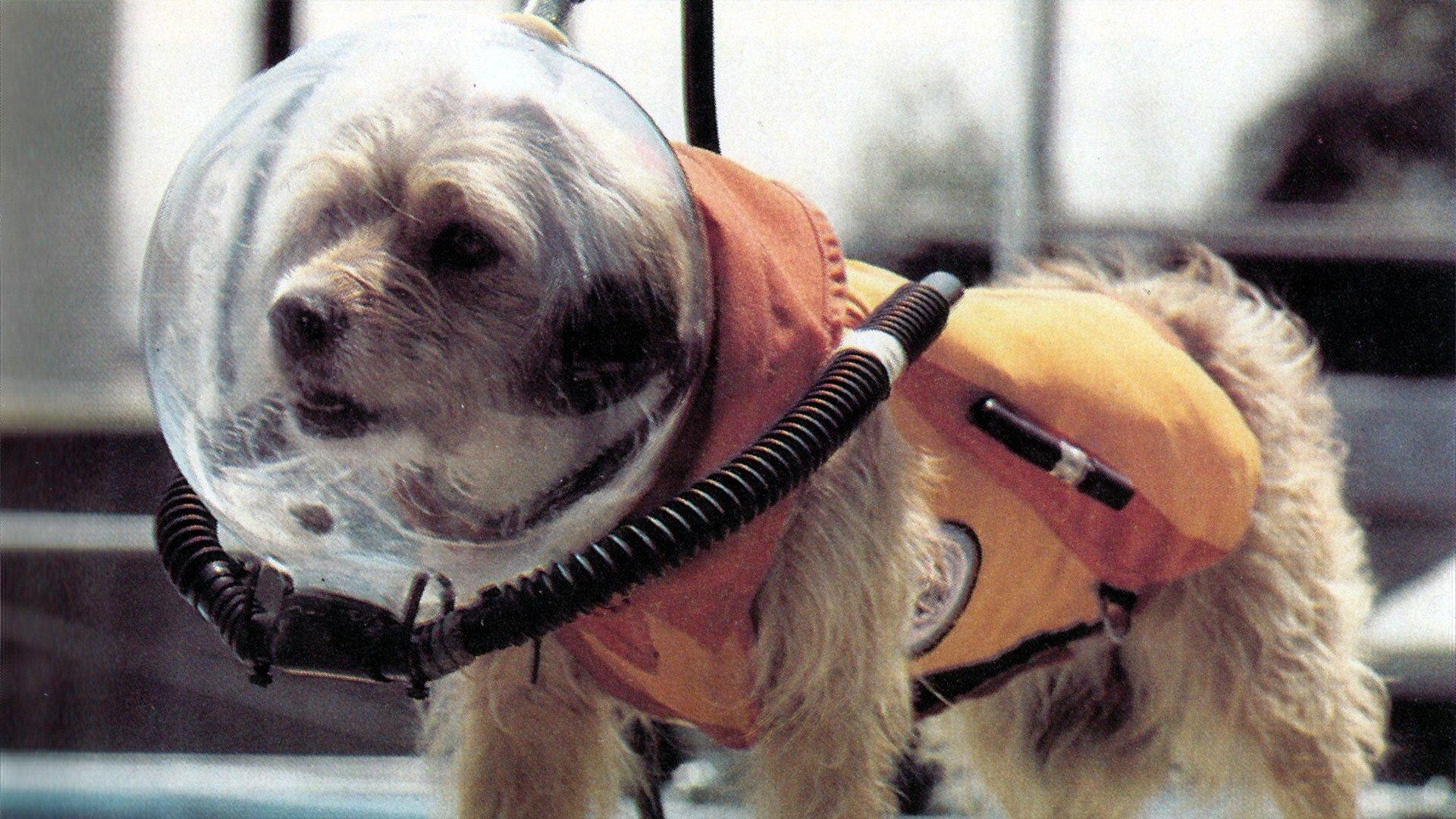 Benji (Takes a Dive) at Marineland 1981 movie scene