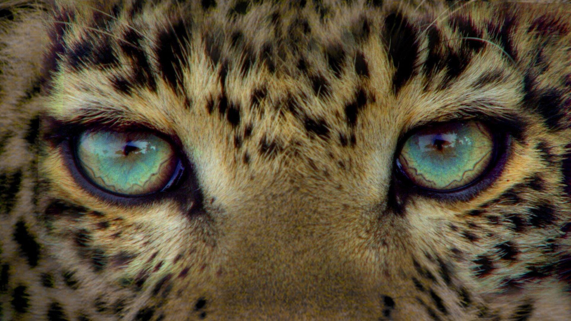 Jade Eyed Leopard 2020 movie scene