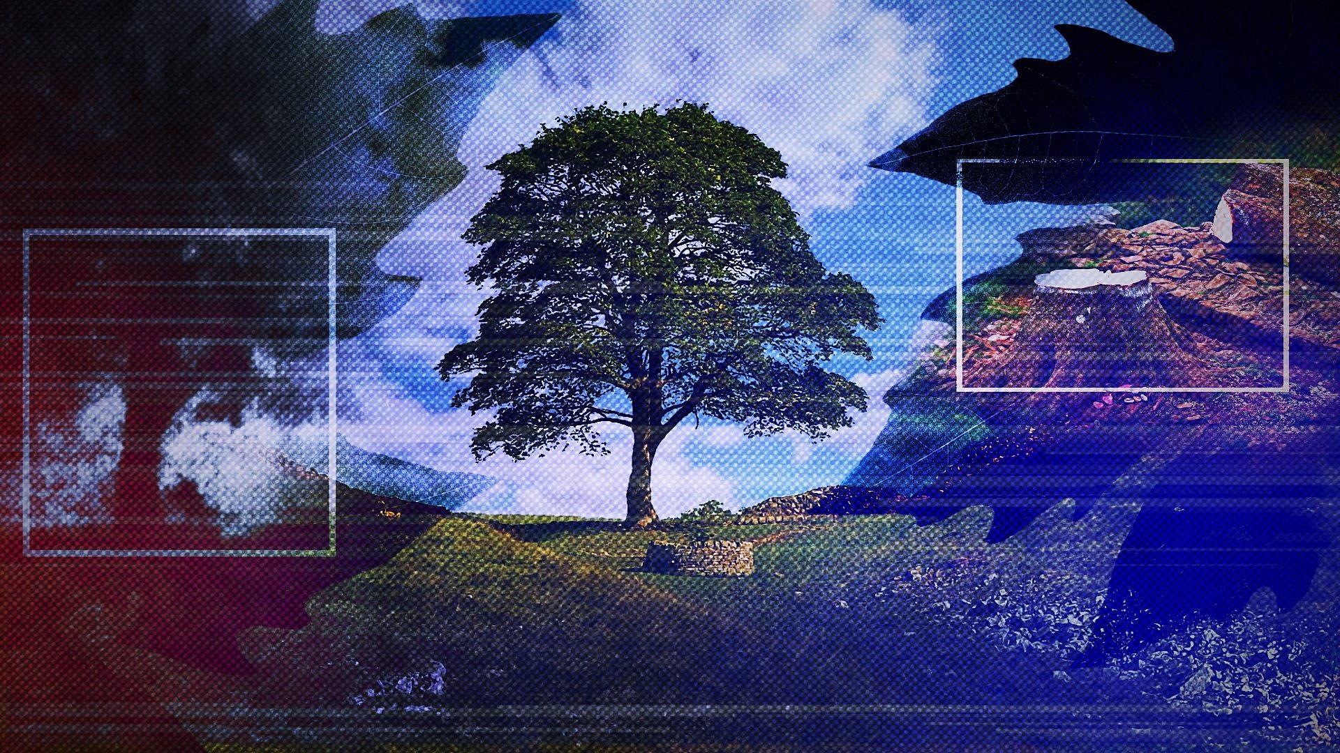 The Sycamore Gap: From Roots to Ruin 2025 movie scene