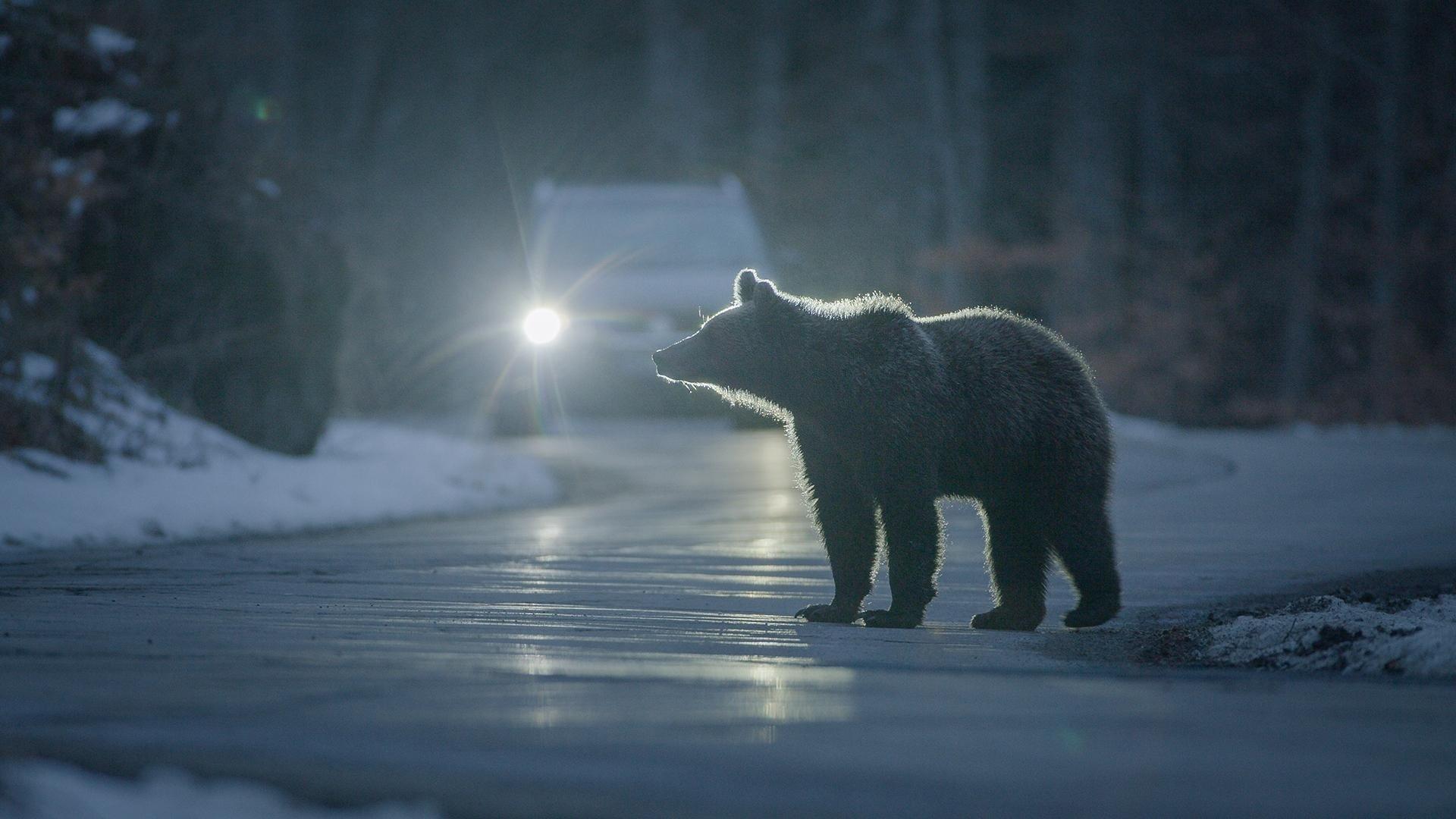Backyard Bears of Transylvania 2023 movie scene
