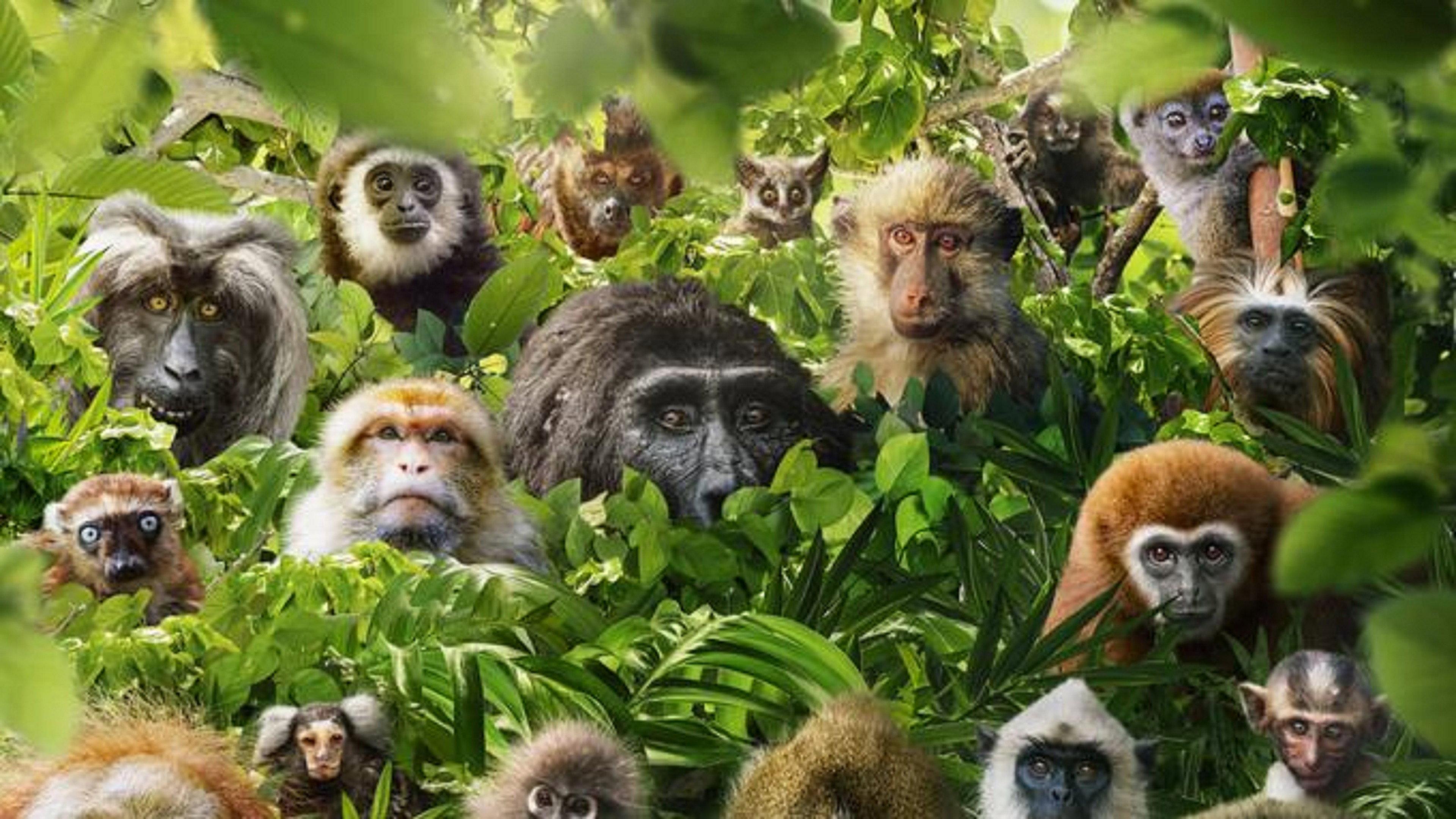 Dans le secret des primates 2020 movie scene
