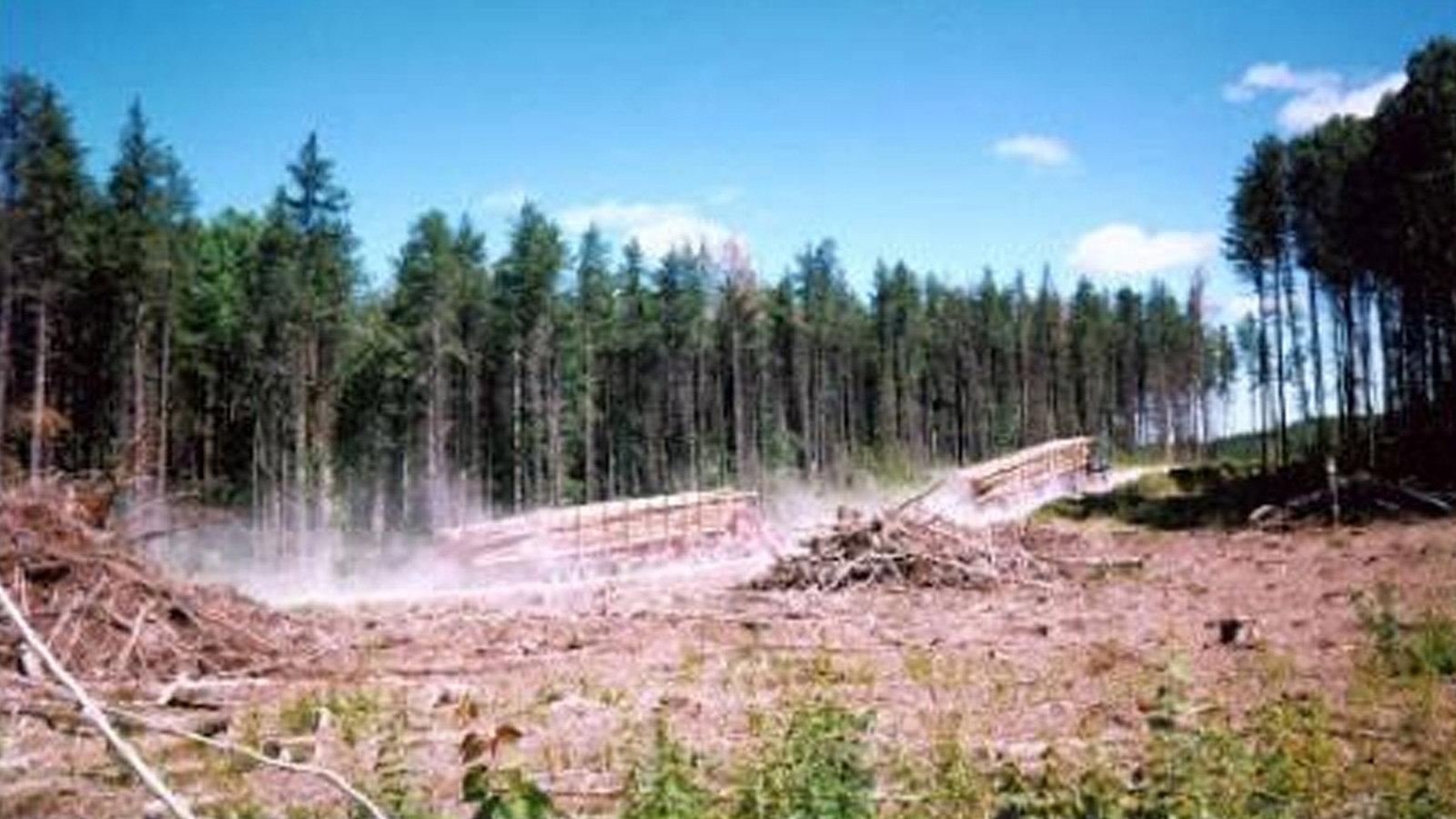 Forest Alert 1999 movie scene