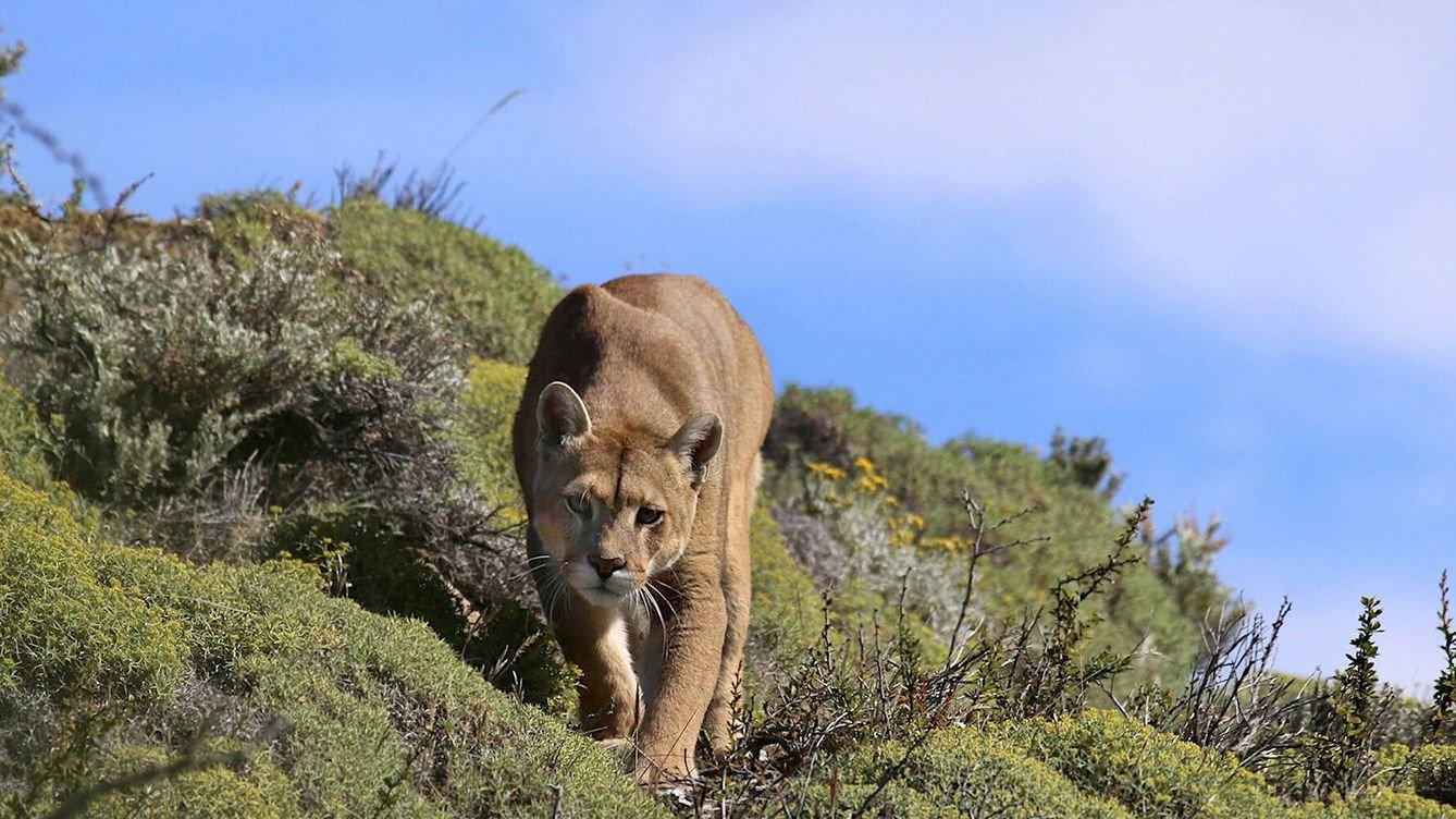 Puma: Lion of the Andes 1996 movie scene
