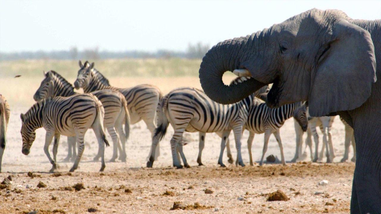 Wild Voices: The Mighty Force of the Animal Kingdom  movie scene
