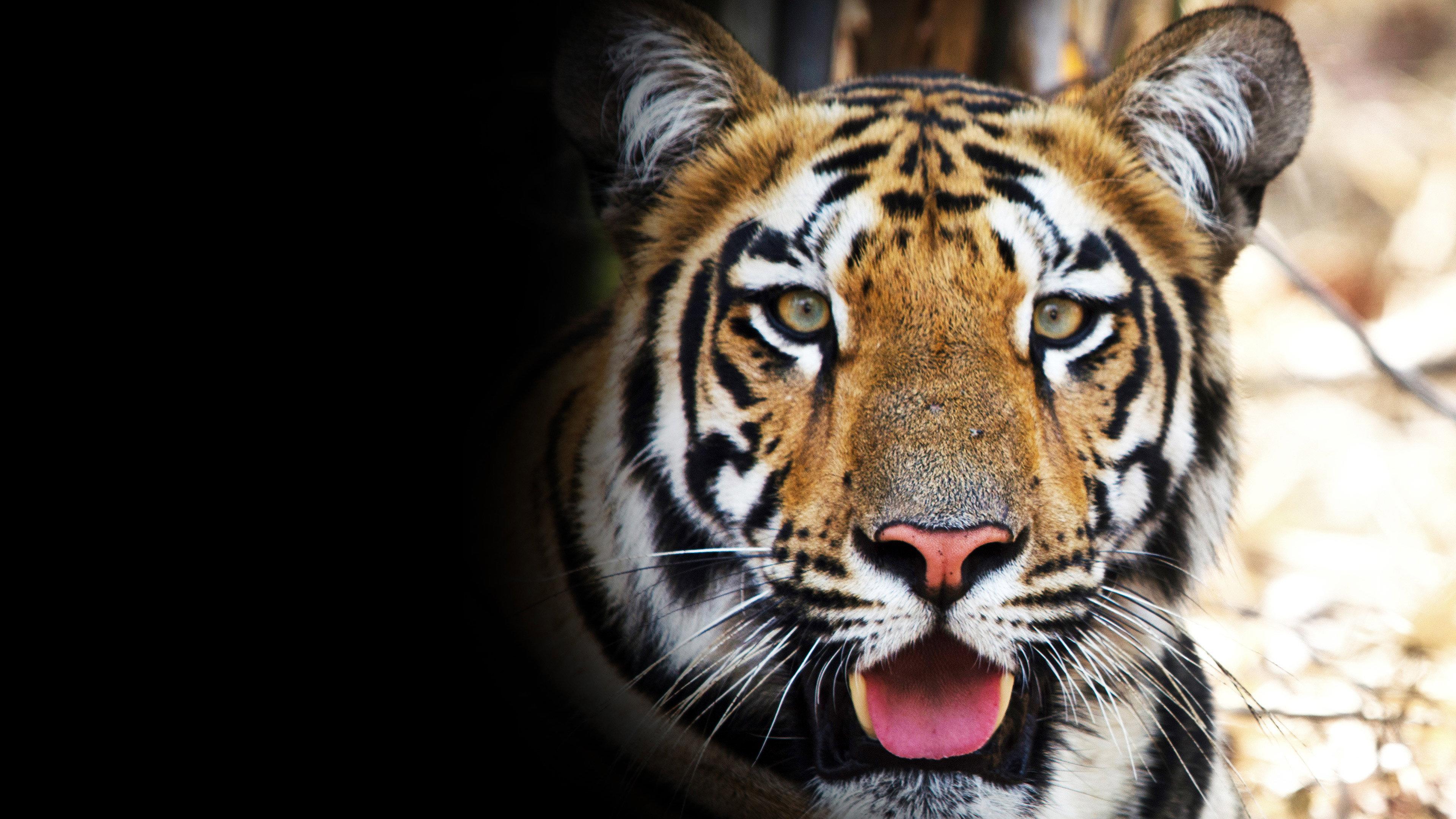 Tigress Blood 2014 movie scene