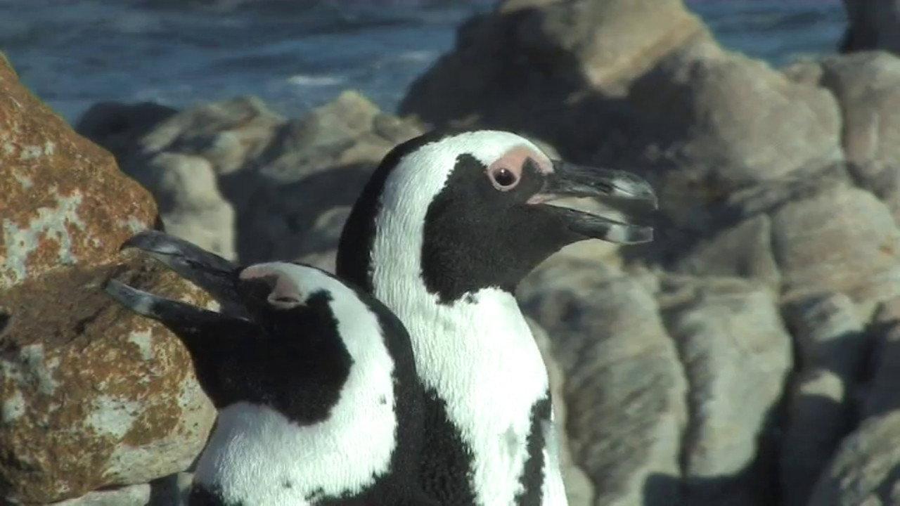 The African Penguin 2009 movie scene