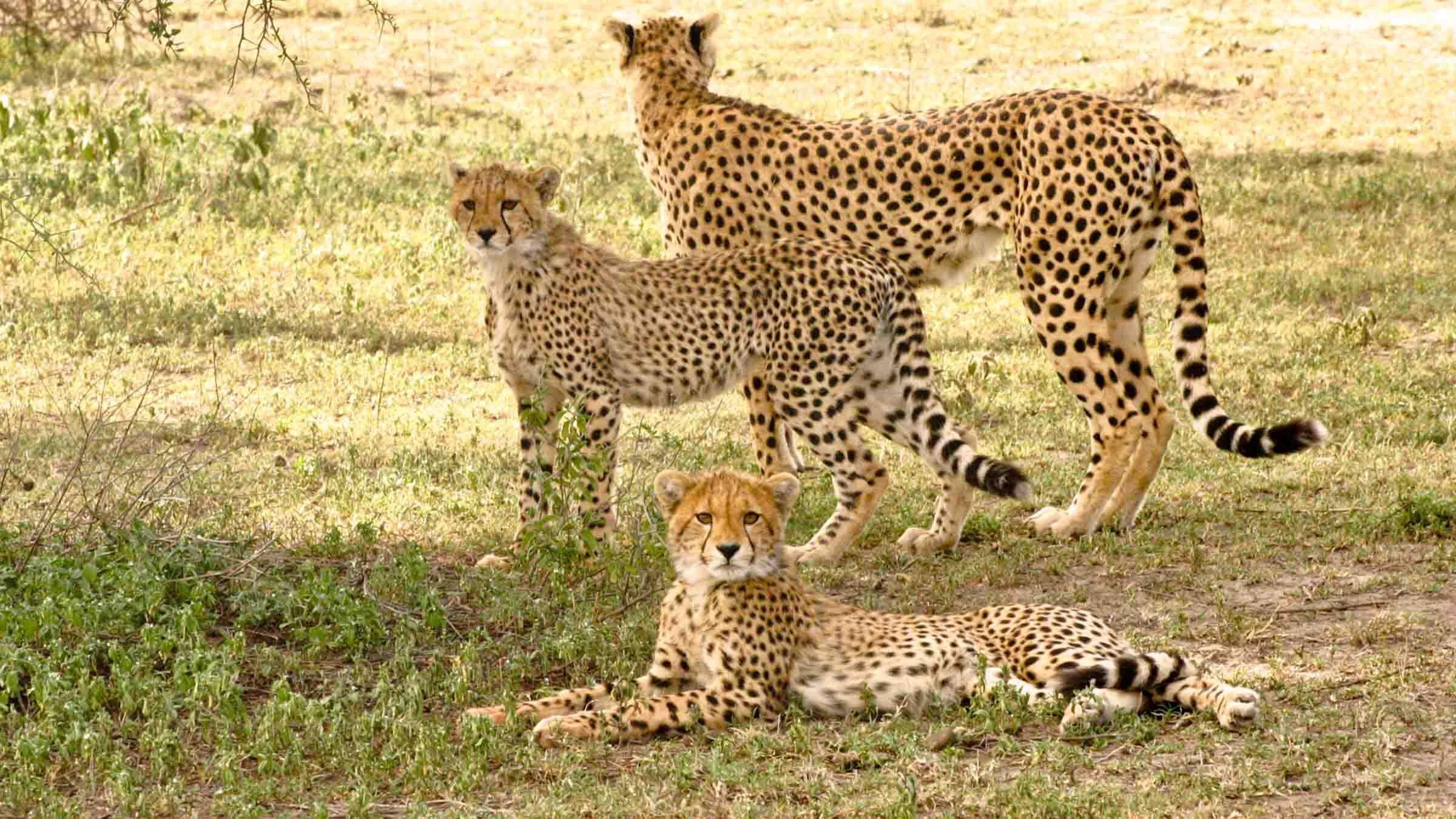 Serengeti Speed Queen 2020 movie scene