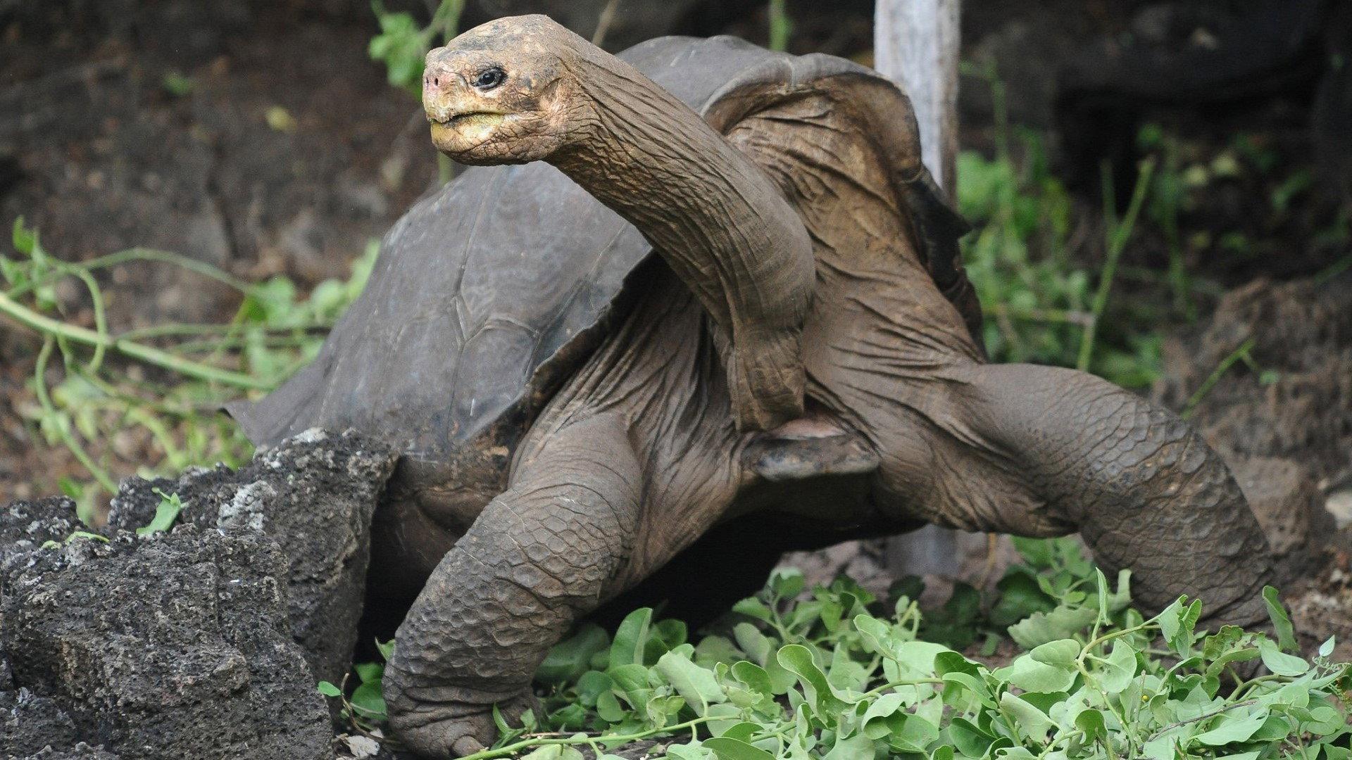 Lonesome George and the Battle for Galapagos 2006 movie scene