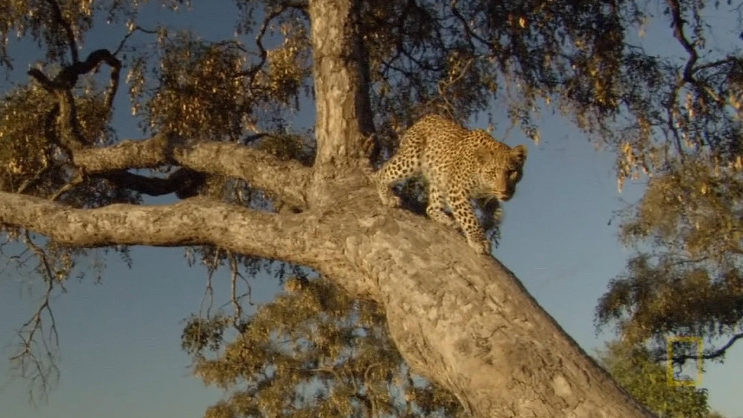 Eye of the Leopard: Revealed 2022 movie scene