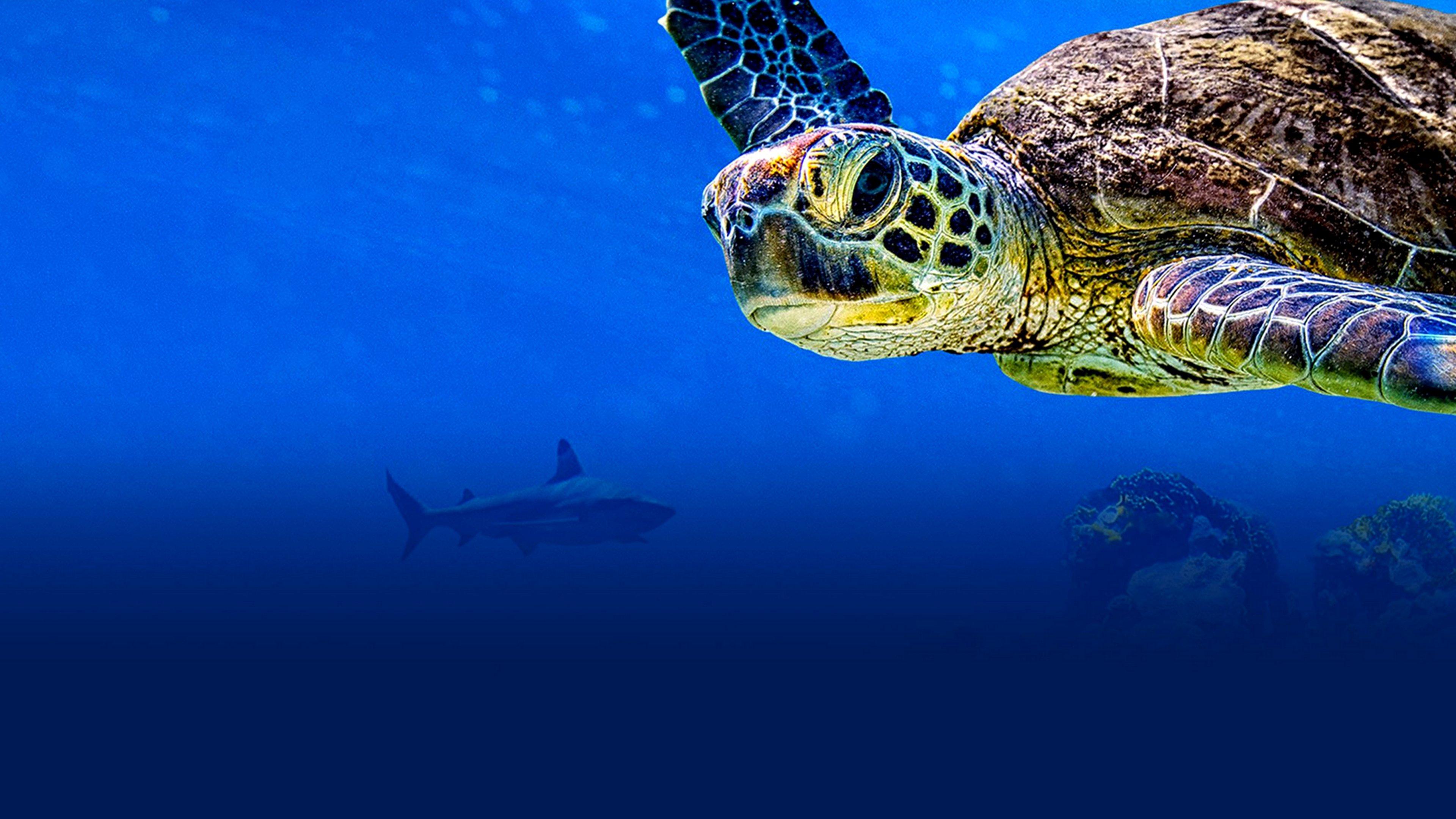 Turtle Odyssey 2018 movie scene