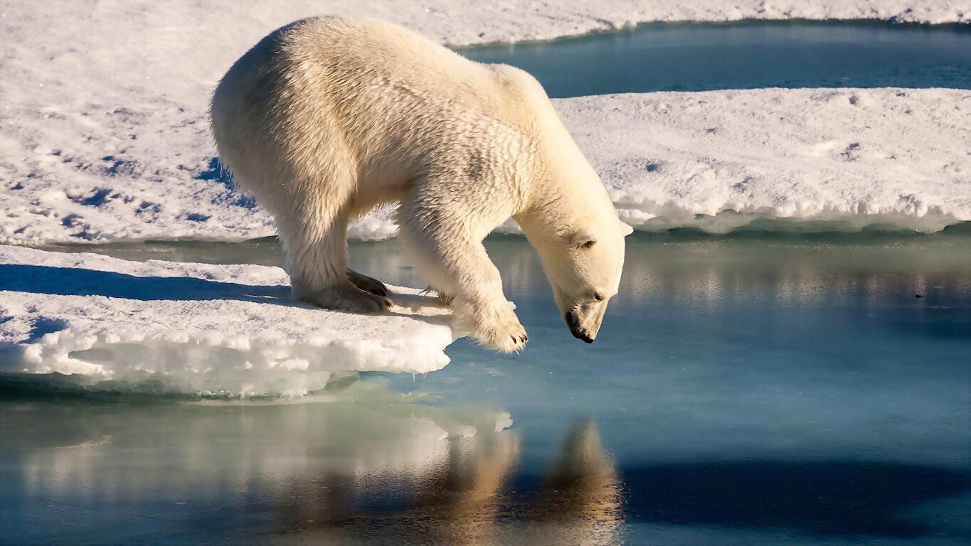 Polar Bears 2021 movie scene