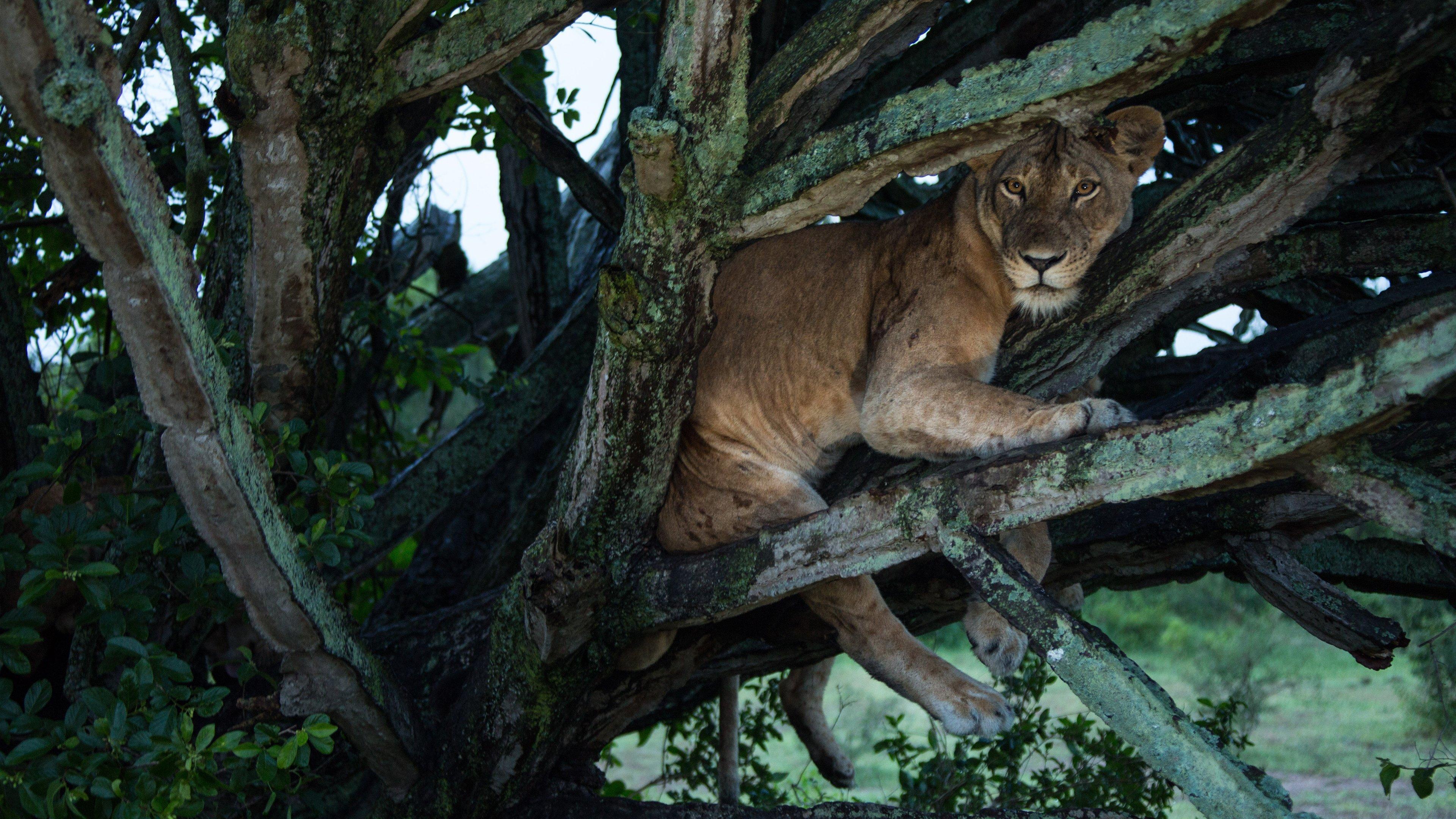 Tree Climbing Lions 2018 movie scene