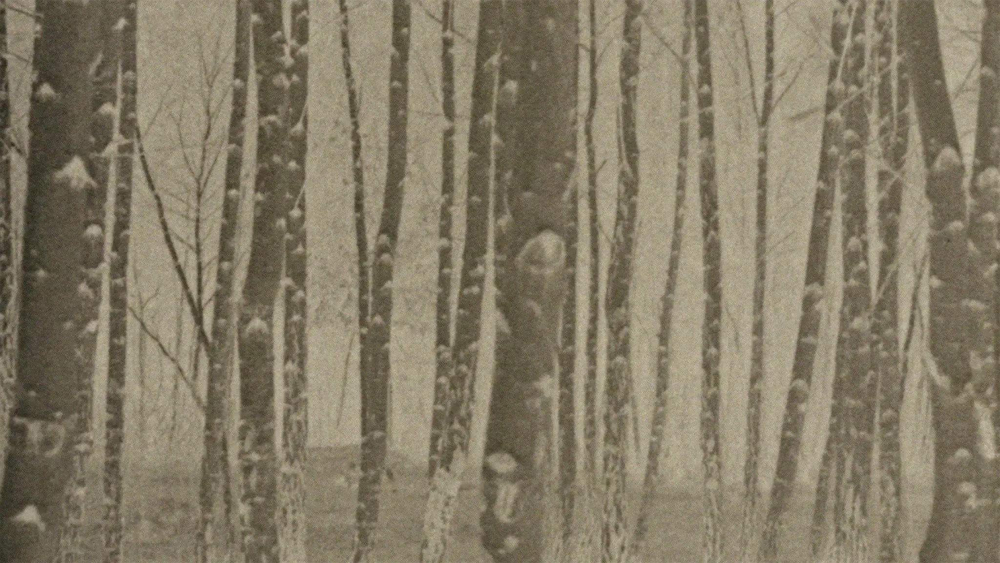 Film Dedicated to Water and Trees 2023 movie scene