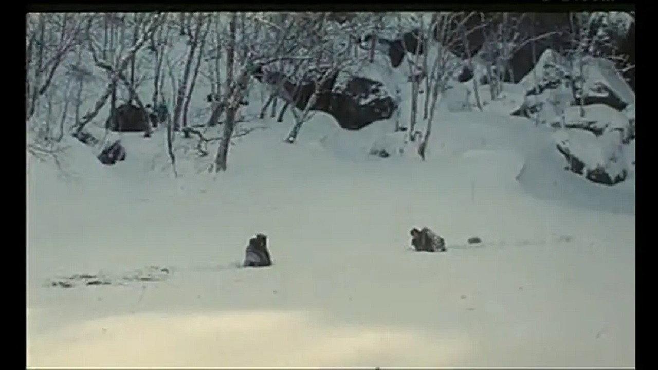 Sparkling Fox 1994 movie scene