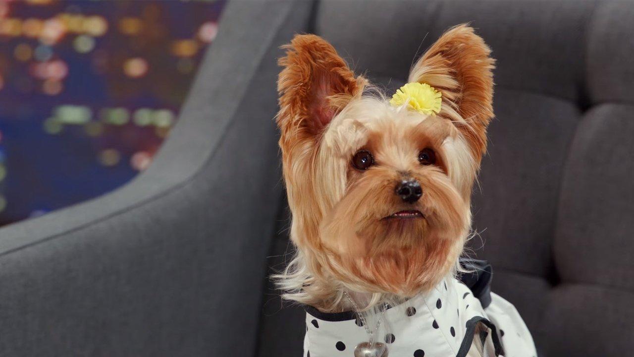 Pup Star: Better 2Gether 2017 movie scene
