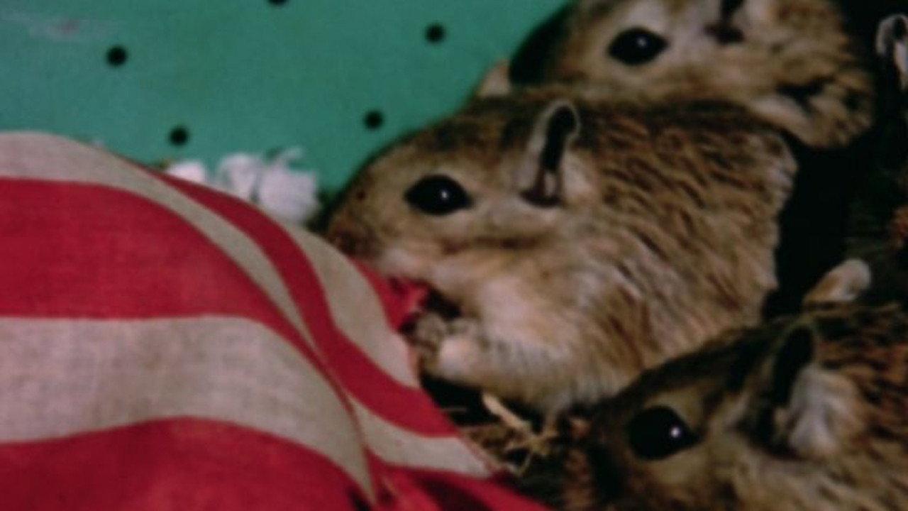 Rat Life and Diet in North America 1968 movie scene