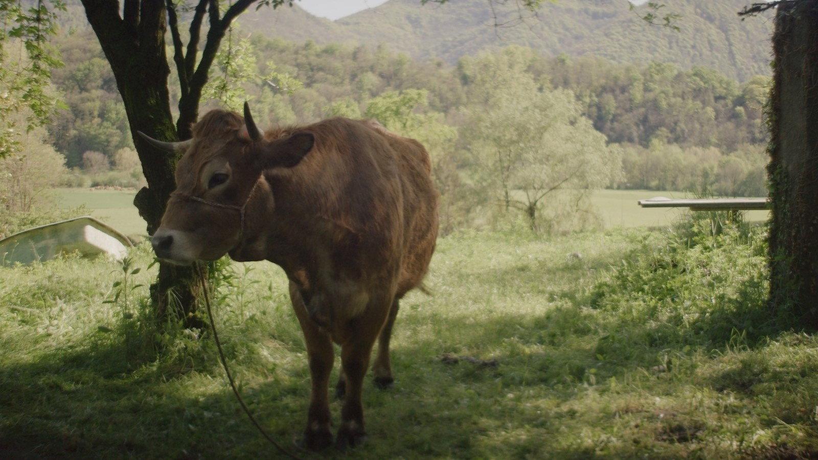 Alma in the Herd 2020 movie scene