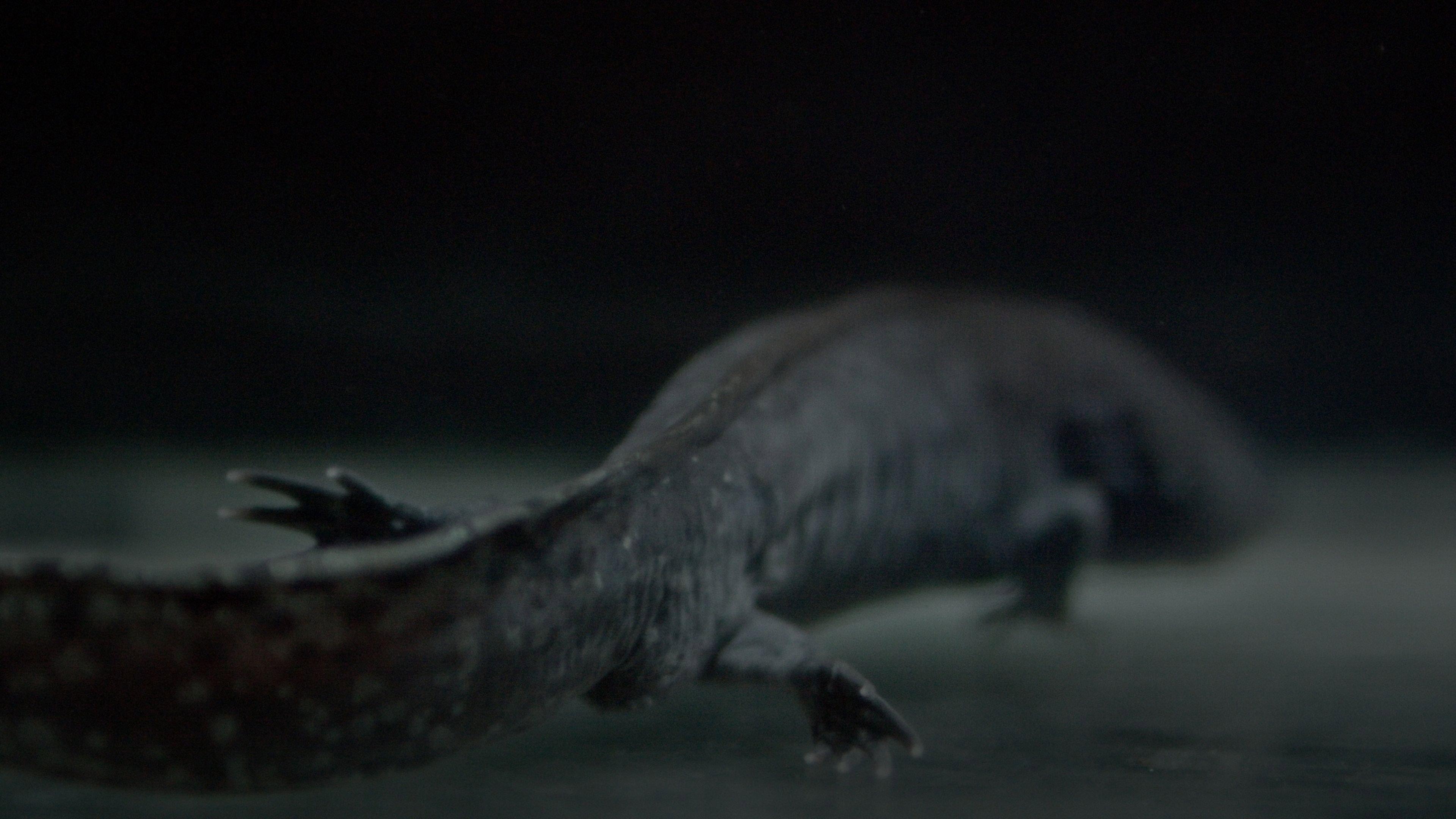 Axolotl 2025 movie scene