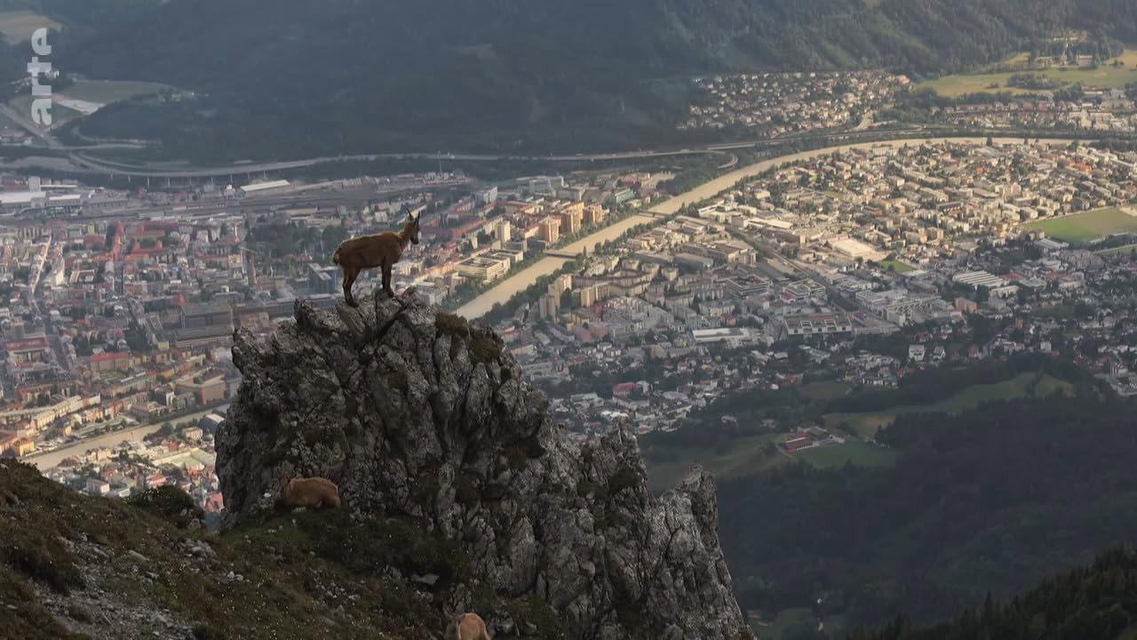 Wildes Innsbruck: Zwischen Moderne und alpiner Wildnis 2021 movie scene