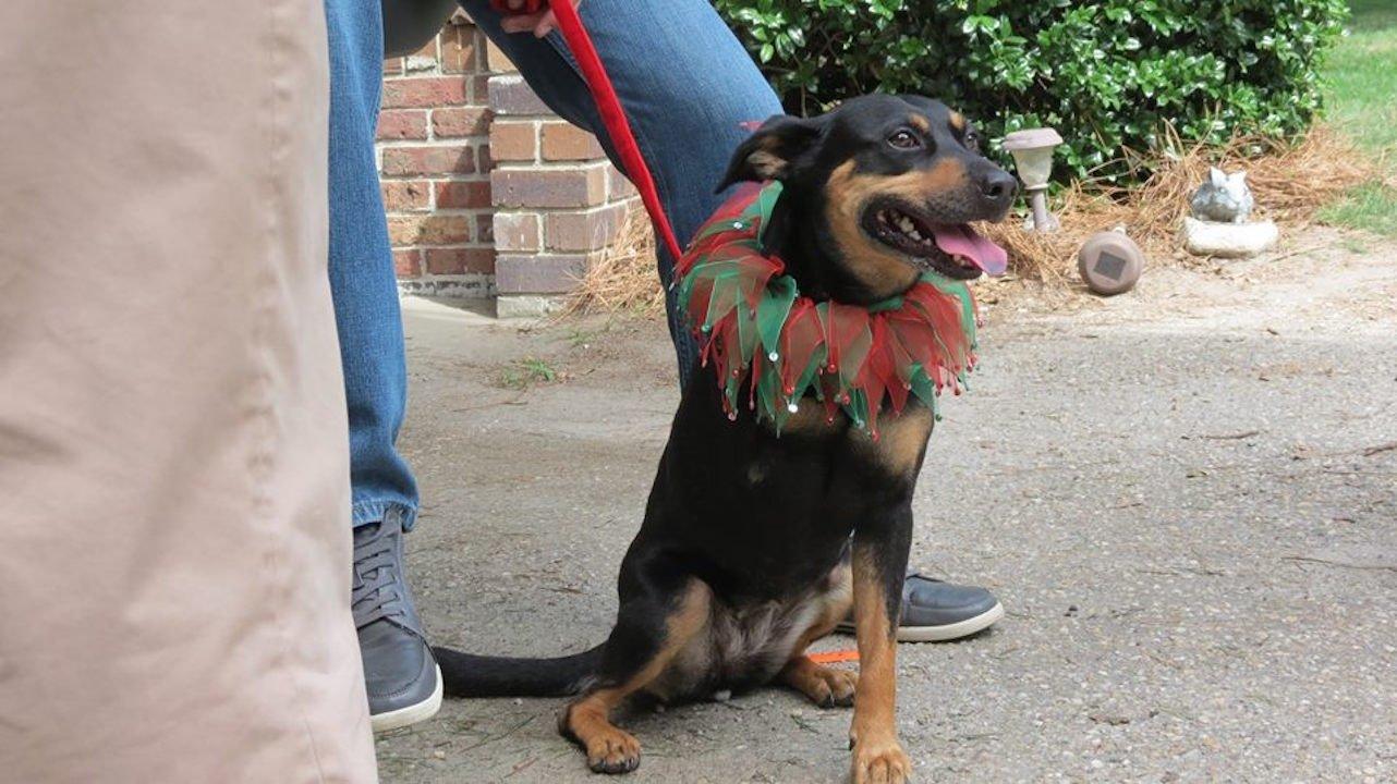 12 Dog Days Till Christmas 2014 movie scene