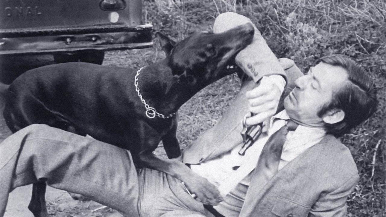 The Daring Dobermans 1973 movie scene