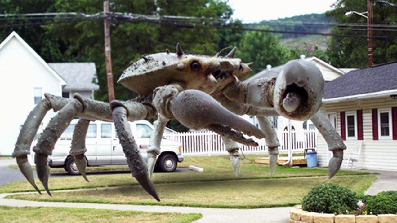 Queen Crab 2015 movie scene