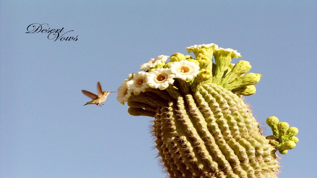 Desert Vows 2012 movie scene