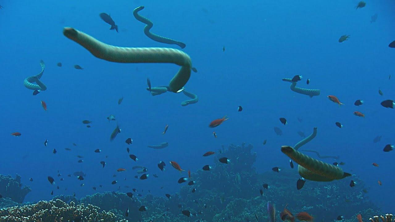 Giant Sea Serpent: Meet the Myth 2021 movie scene