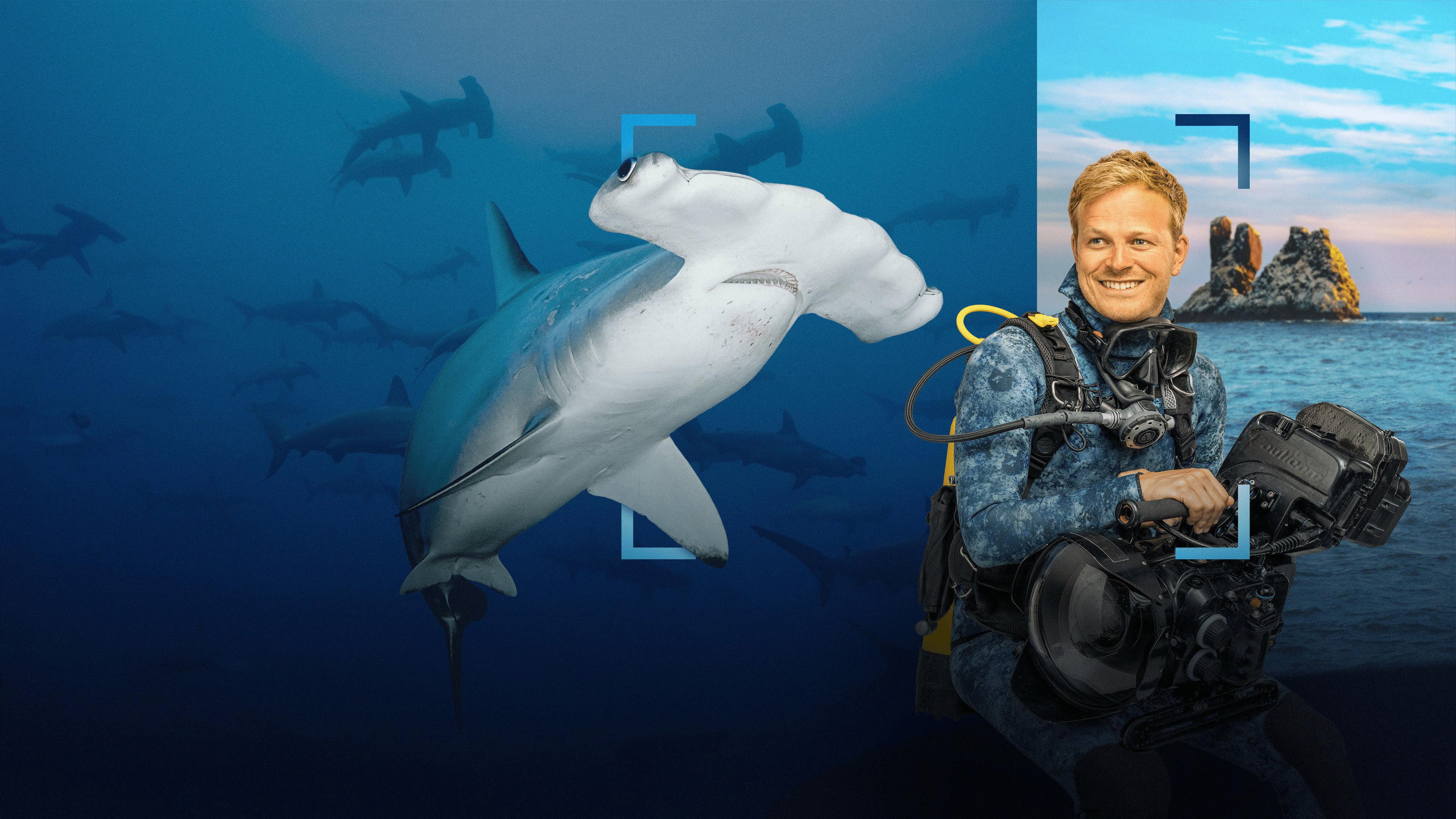 Hammerhead Sharks Up Close with Bertie Gregory 2026 movie scene