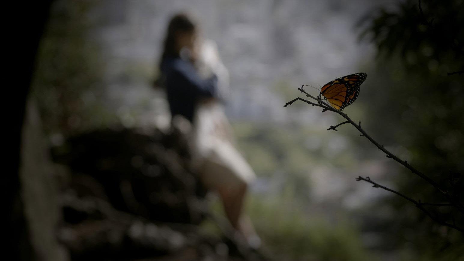 Butterfly 2015 movie scene