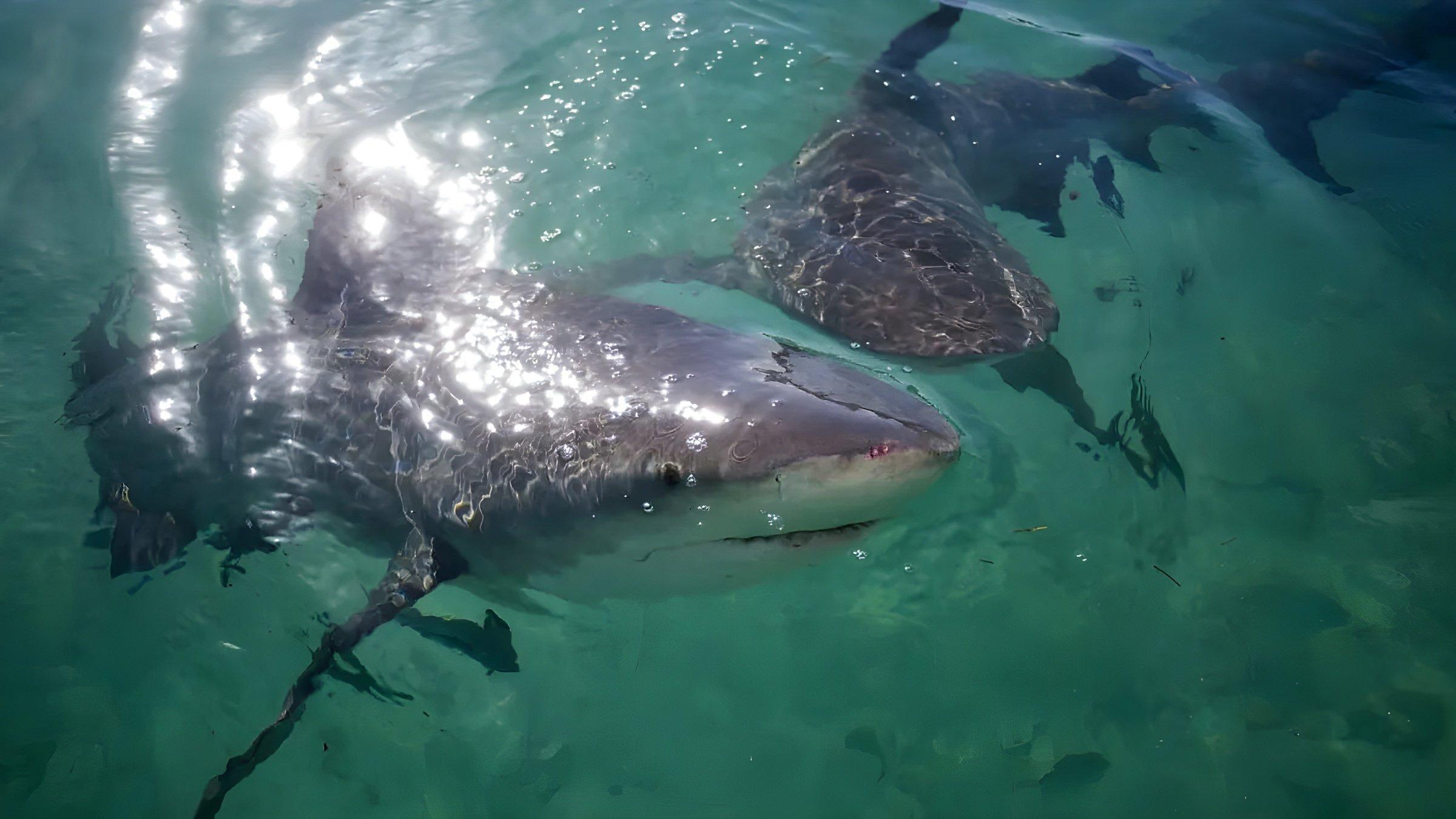 Jungle Shark 2016 movie scene