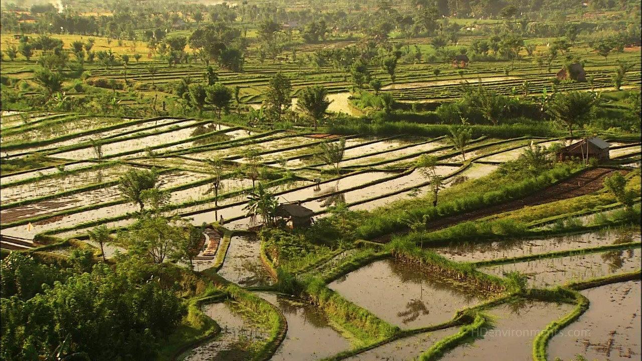 Living Landscapes: Bali 2009 movie scene