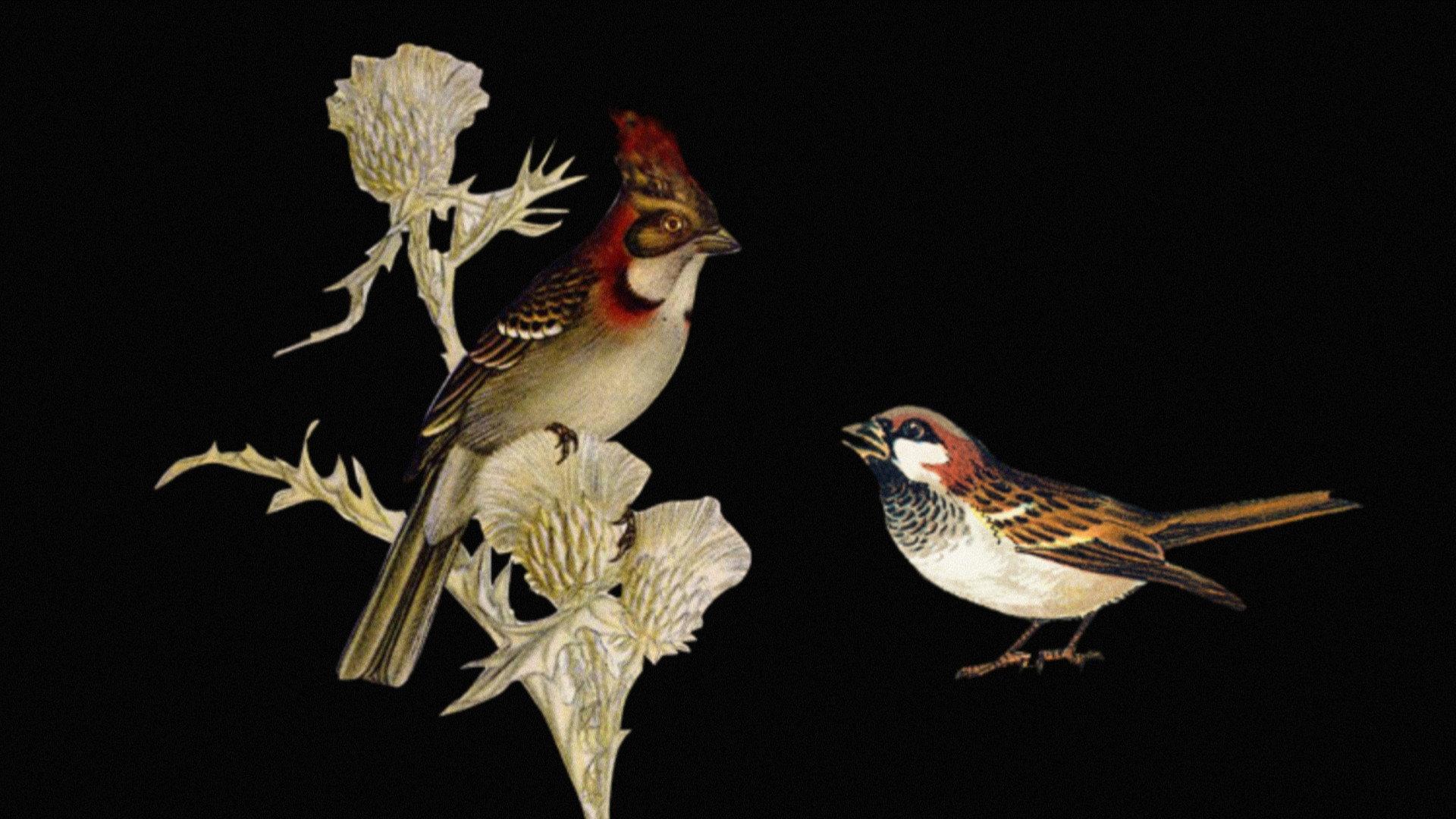W.H. Hudson’s Remarkable Argentine Ornithology 2013 movie scene