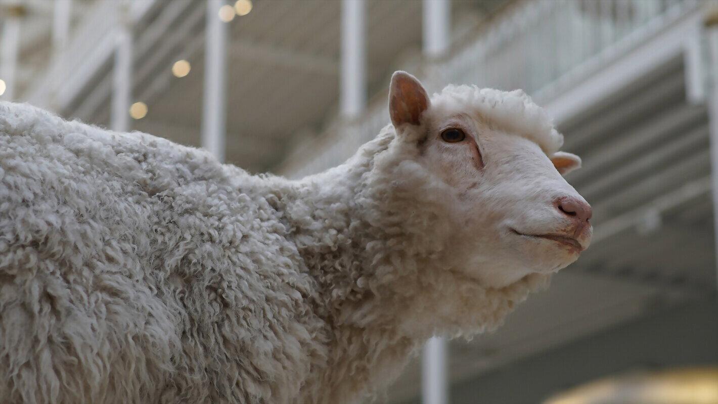 Dolly: The Sheep That Changed the World 2021 movie scene