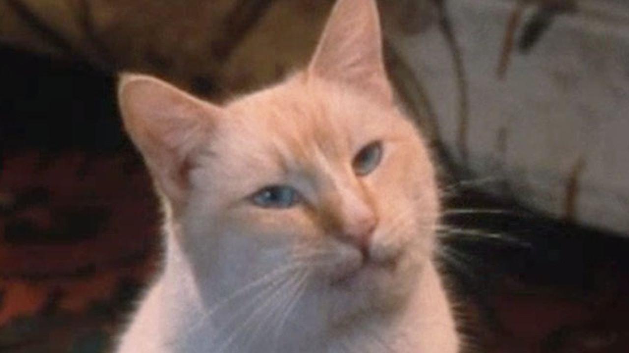 The Richest Cat in the World 1986 movie scene