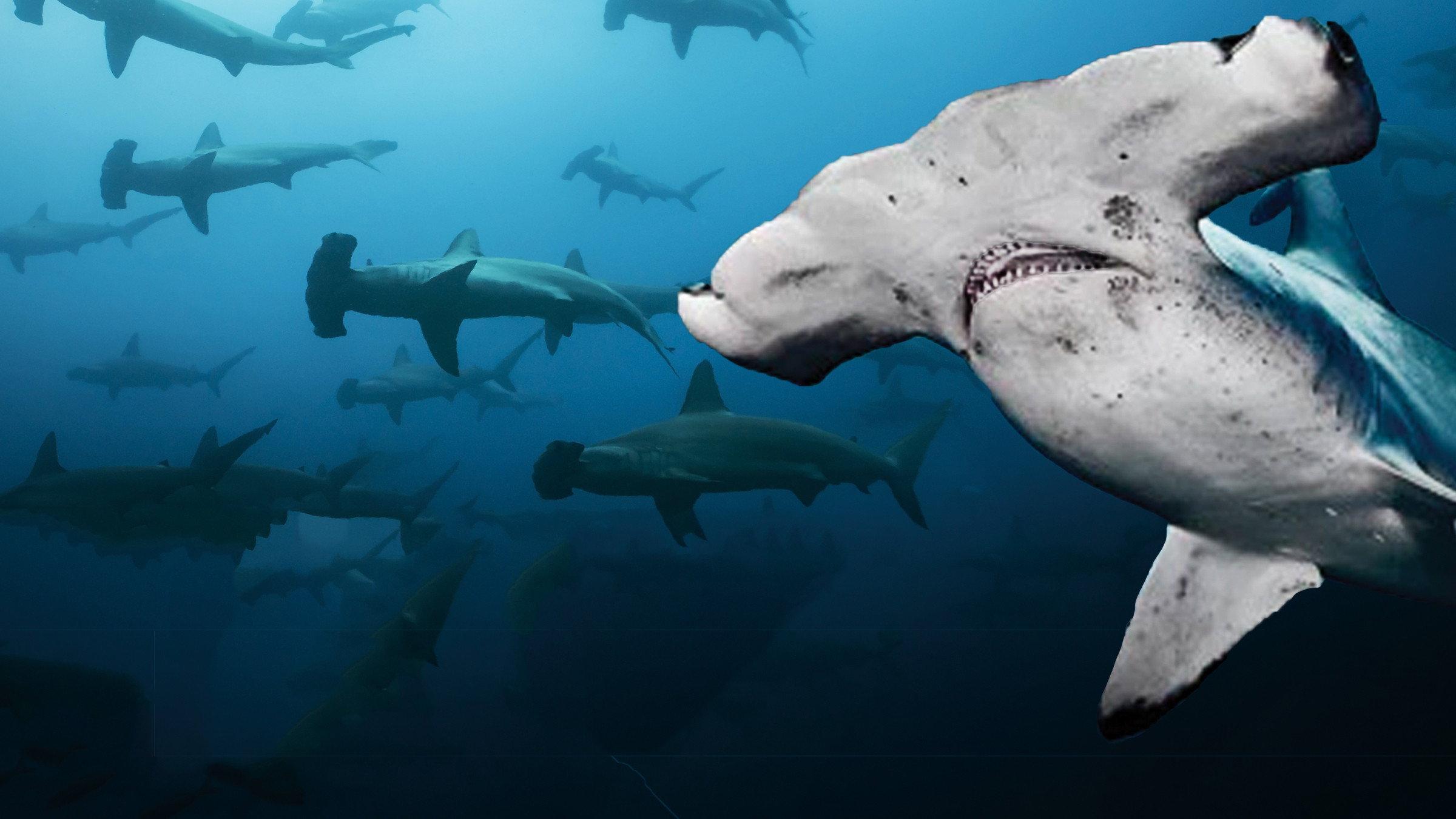 Galapagos Realm Of Giant Sharks 2012 movie scene