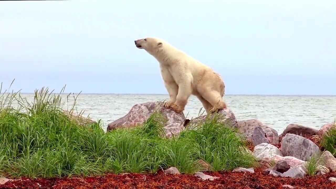 Polar Bears: A Summer Odyssey 2012 movie scene