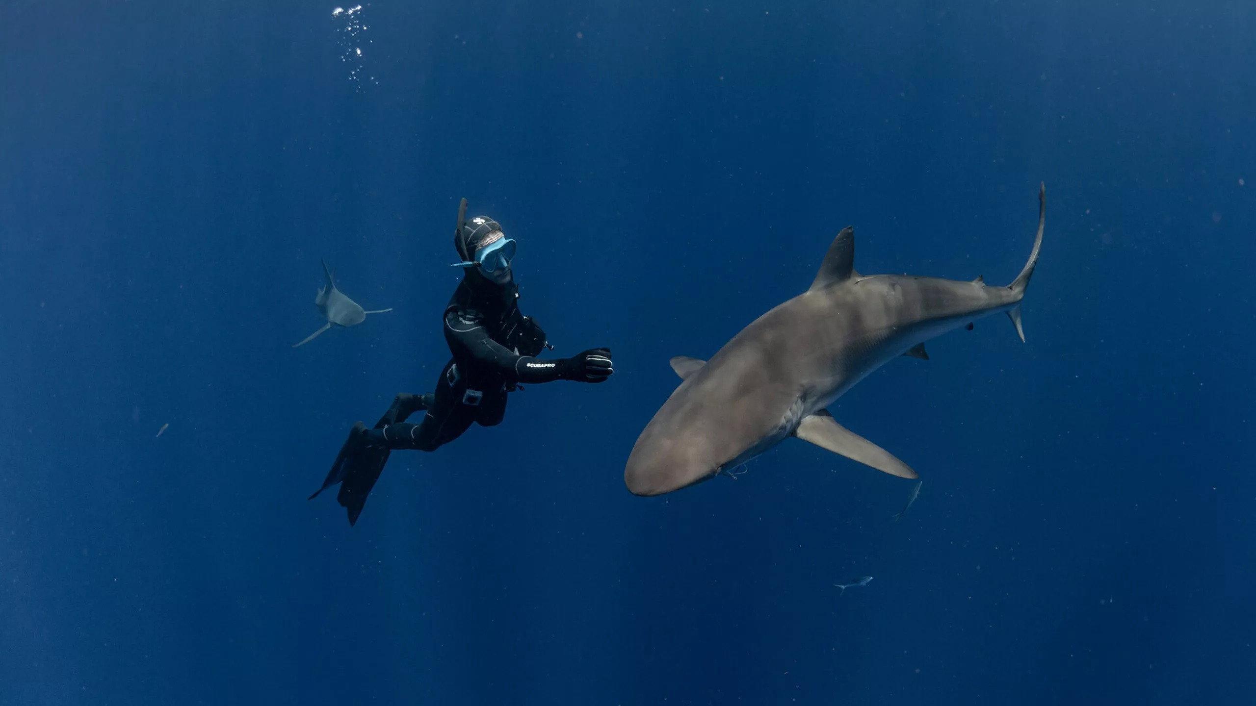 Sharks: The Secret Adventure 2022 movie scene