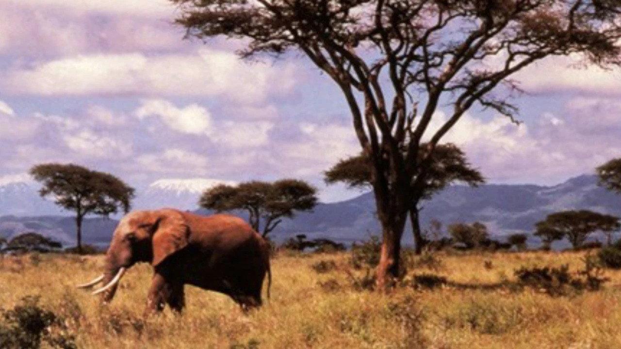 Tiger Child 1970 movie scene