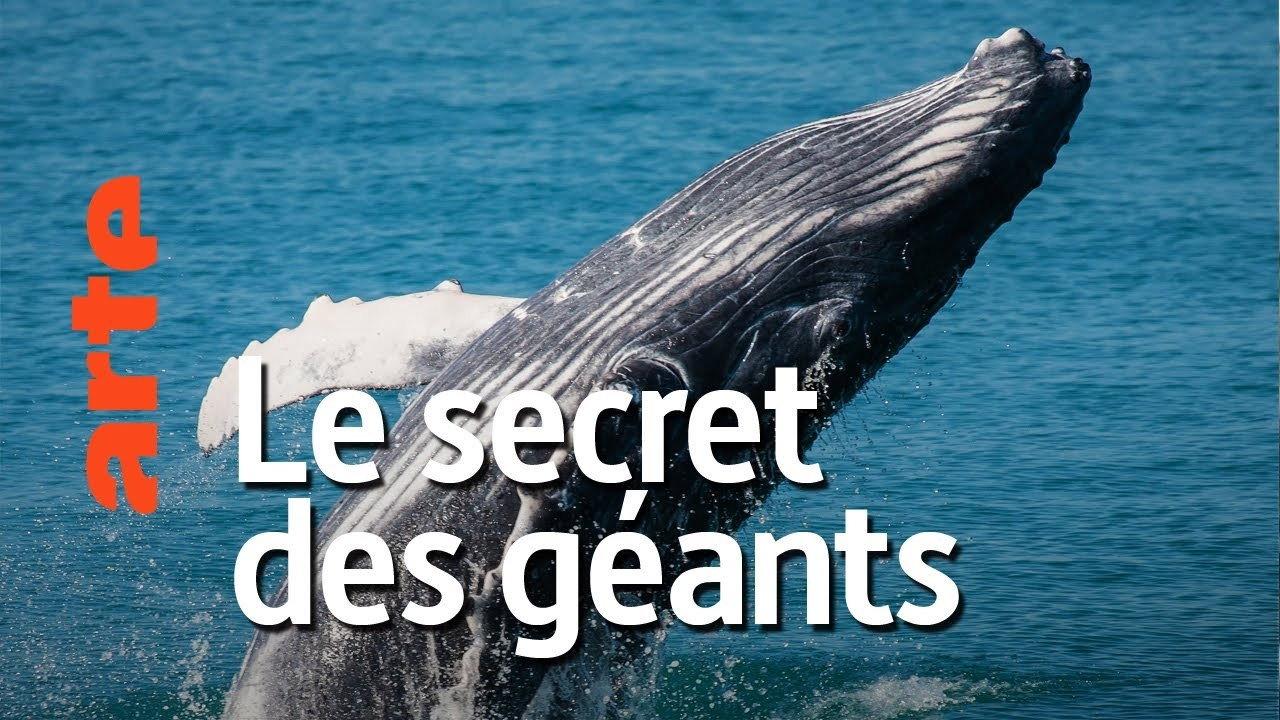 The Cradle of Whales 2015 movie scene