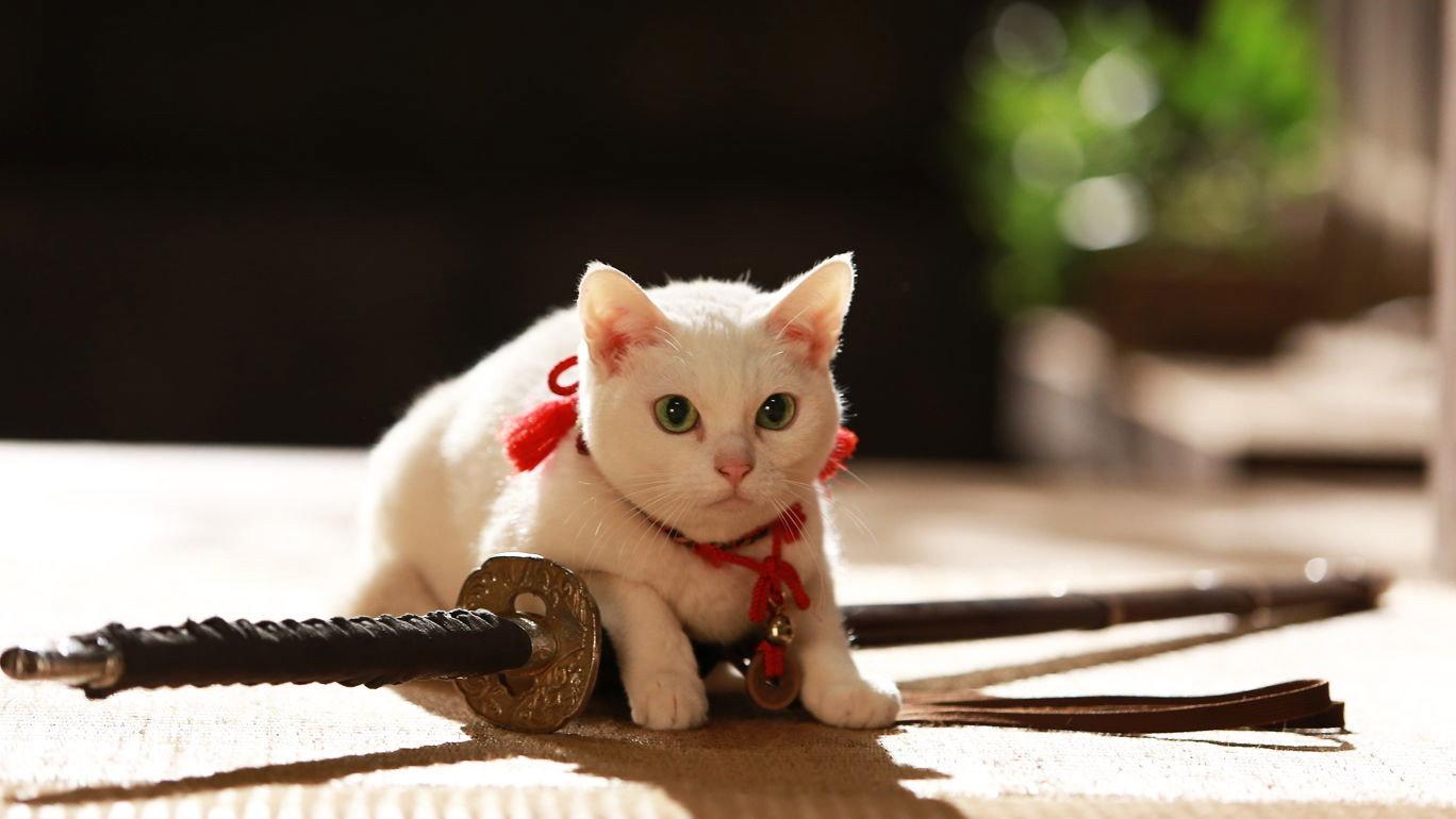 Samurai Cat 2: A Tropical Adventure 2015 movie scene