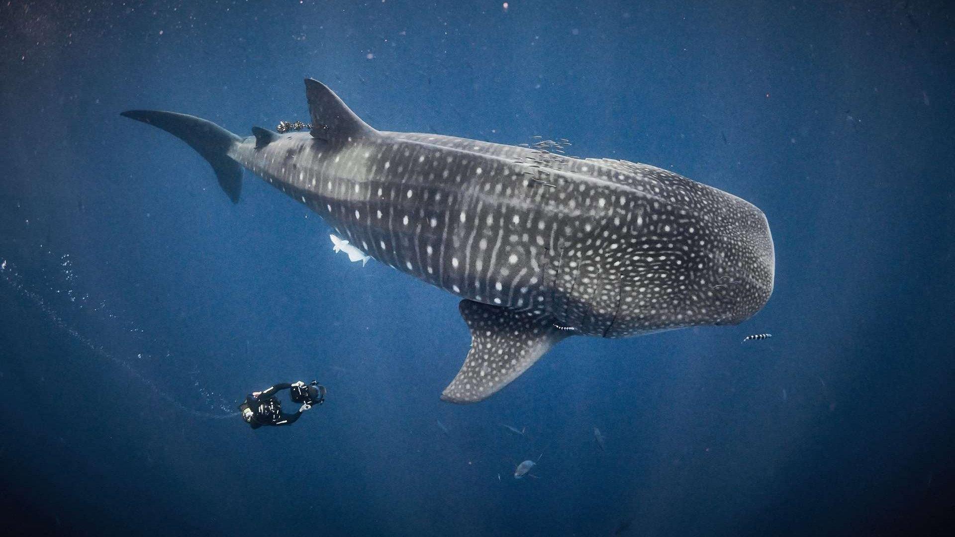 For the Love of Sharks 2022 movie scene